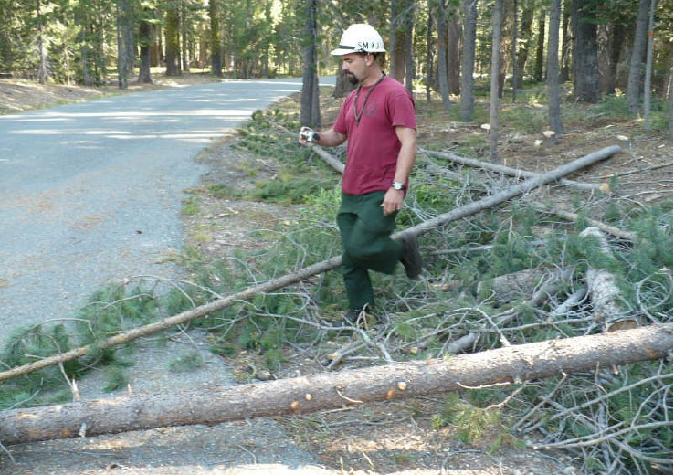 Photograph 3: Picture showing the tree that Employee A was bucking in the foreground and the tree that Employee B cut immediately to the right side of the individual.